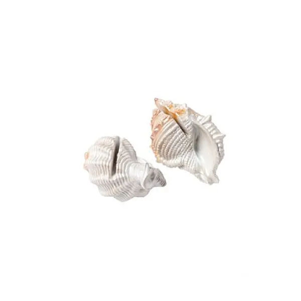 Badaboum 2 Marque Places Coquillage Iris S Sale