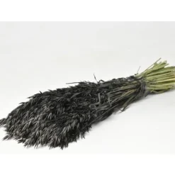 Badaboum Bouquet D'Avoine S Ch Noire