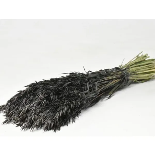 Badaboum Bouquet D'Avoine S Ch Noire
