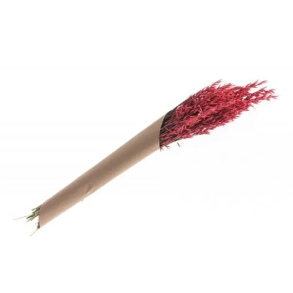 Badaboum Bouquet D'Avoine S Ch Rose Corail