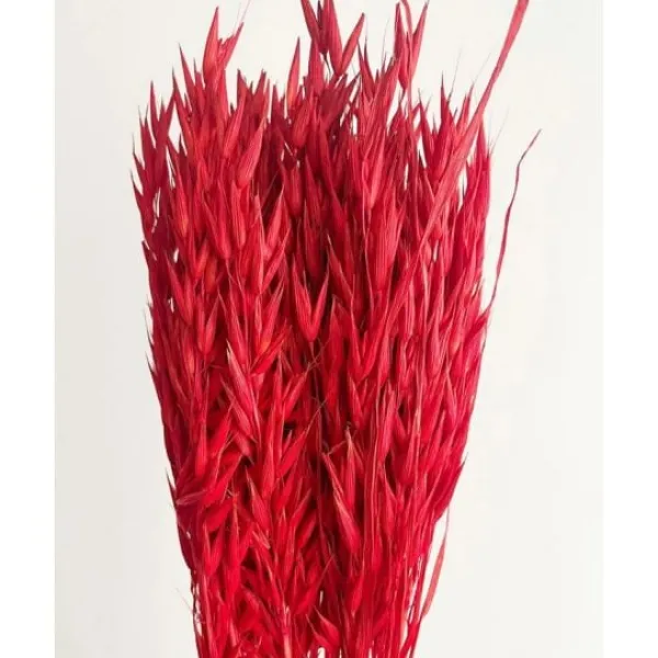 Badaboum Bouquet D'Avoine S Ch Rouge